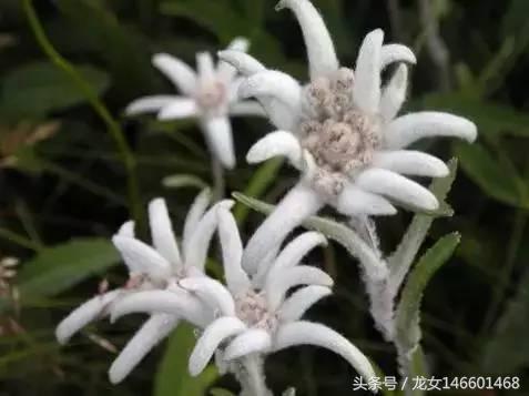 世界各国的国花视频,各国国花及花语列表