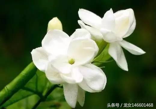 世界各国的国花视频,各国国花及花语列表