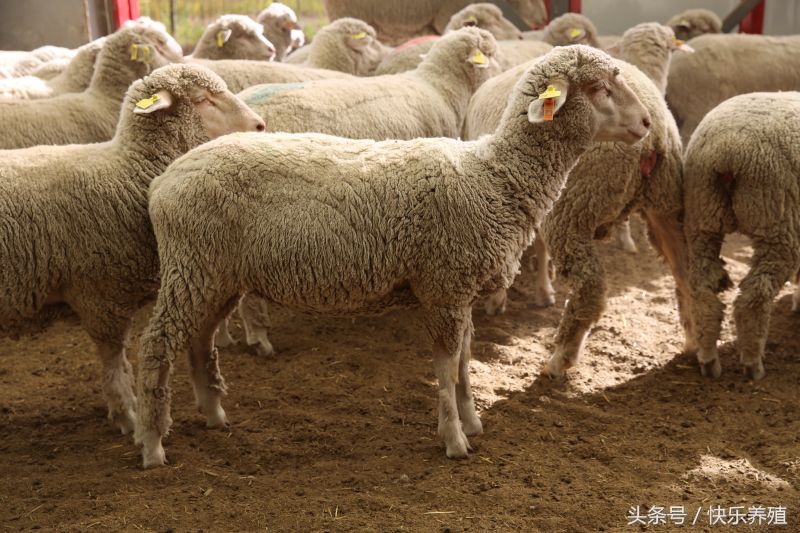 养羊的十大防治方法,养羊防治哪些病