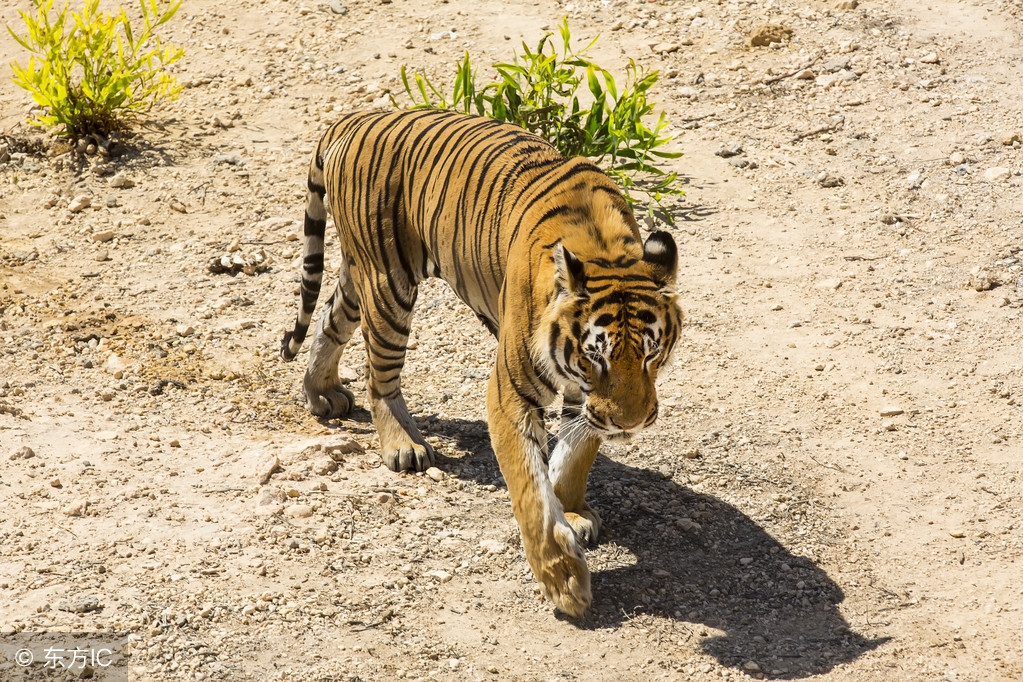 80多岁有冠心病能坐飞机吗,有冠心病的人可以坐飞机吗