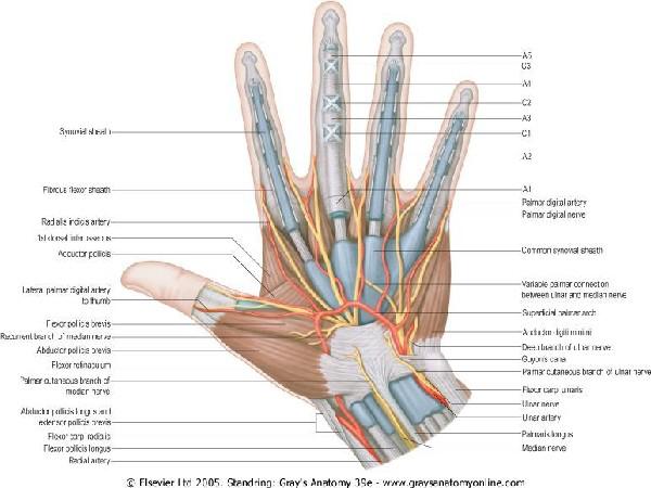 手外科和手内科的区别,手外科都包括什么病症