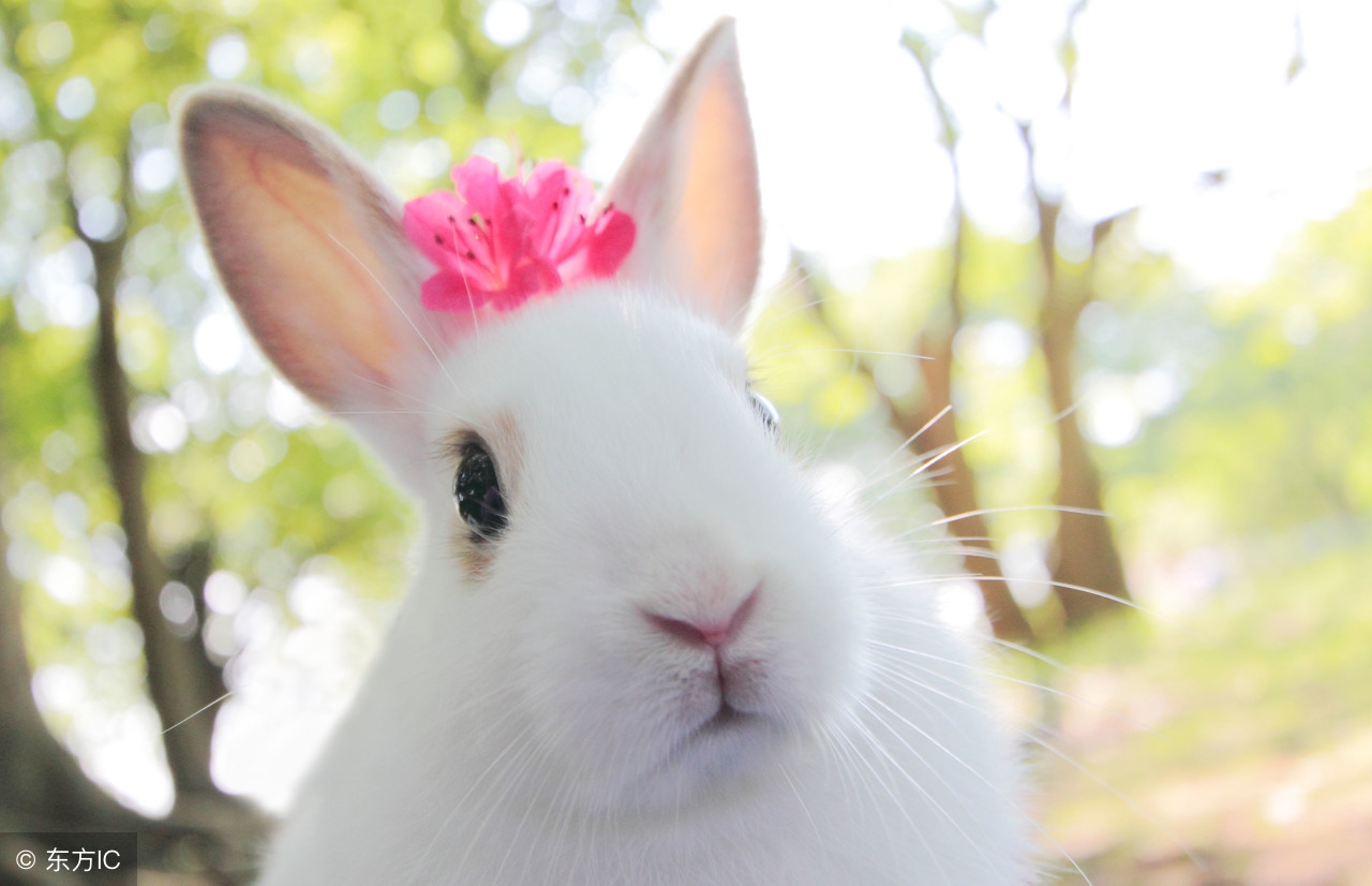 动物兔子五行属什么,五行里兔子是什么