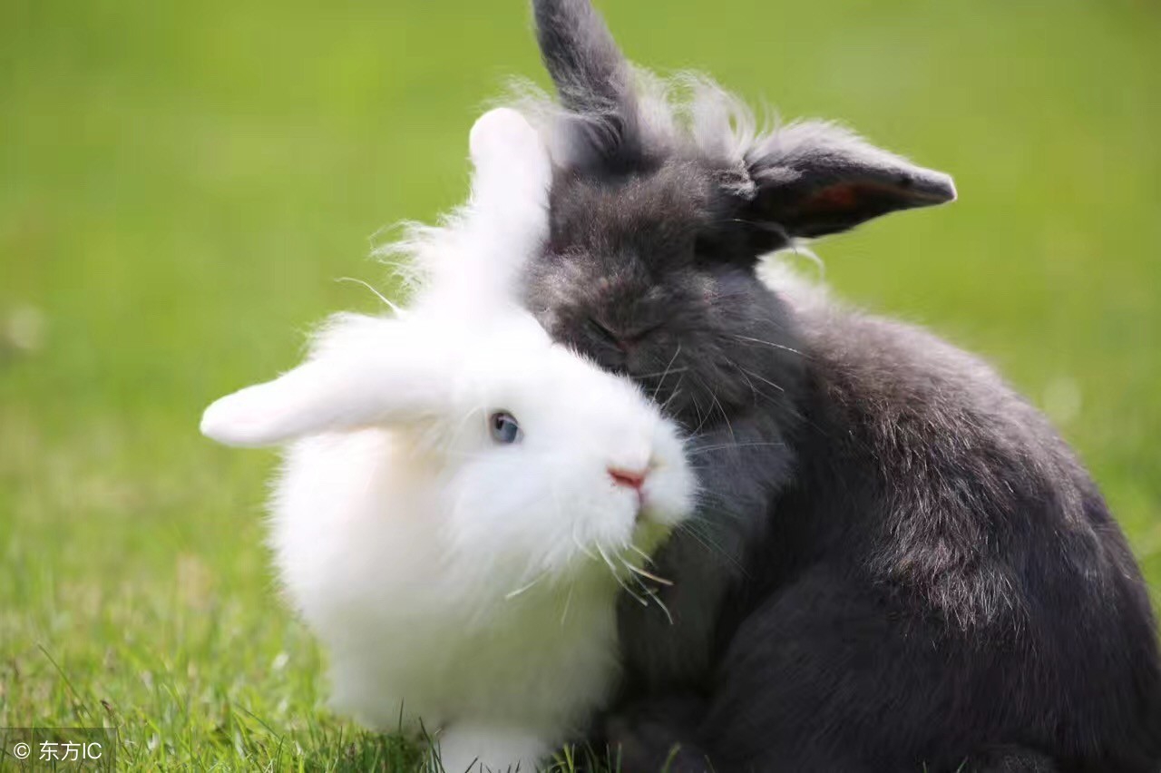 动物兔子五行属什么,五行里兔子是什么