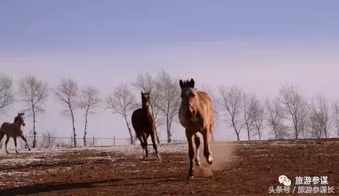 吉林马场推荐,吉林太平马场都有啥