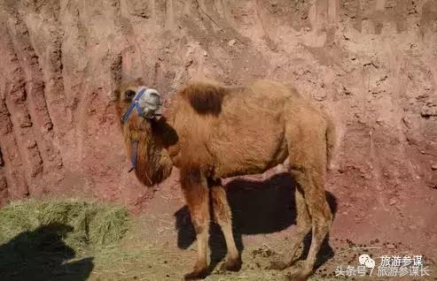 吉林马场推荐,吉林太平马场都有啥