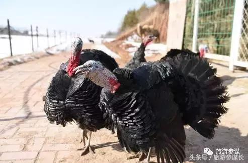 吉林马场推荐,吉林太平马场都有啥