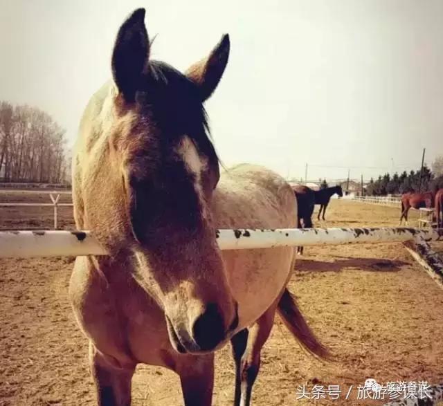 吉林马场推荐,吉林太平马场都有啥