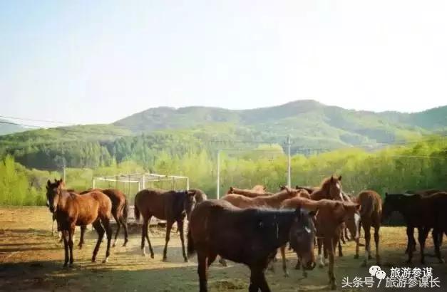 吉林马场推荐,吉林太平马场都有啥