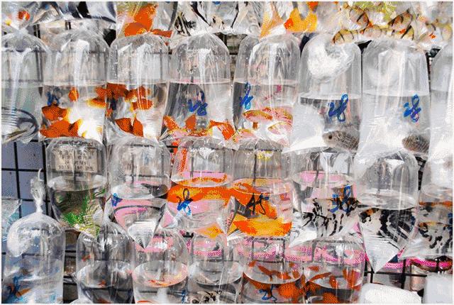 大陆到香港的高铁在哪订票,厦门到香港的高铁攻略