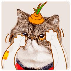 拔草去芬兰,拔草去黑头的产品