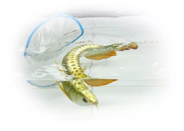 哪种龙鱼最好养又便宜,大型龙鱼视频大全集