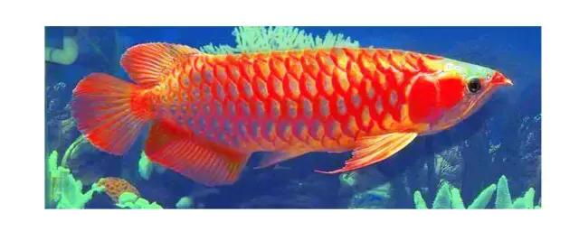 哪种龙鱼最好养又便宜,大型龙鱼视频大全集