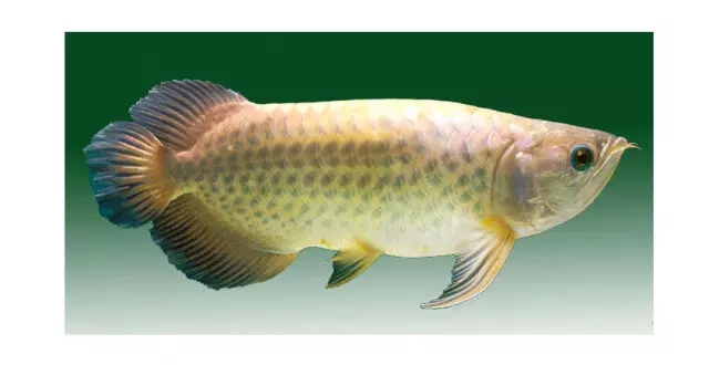 哪种龙鱼最好养又便宜,大型龙鱼视频大全集