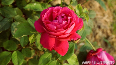 辽中玫瑰基地批发,辽中玫瑰种植基地