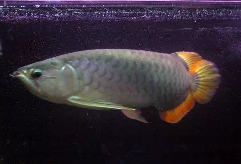 哪种龙鱼最好养又便宜,大型龙鱼视频大全集