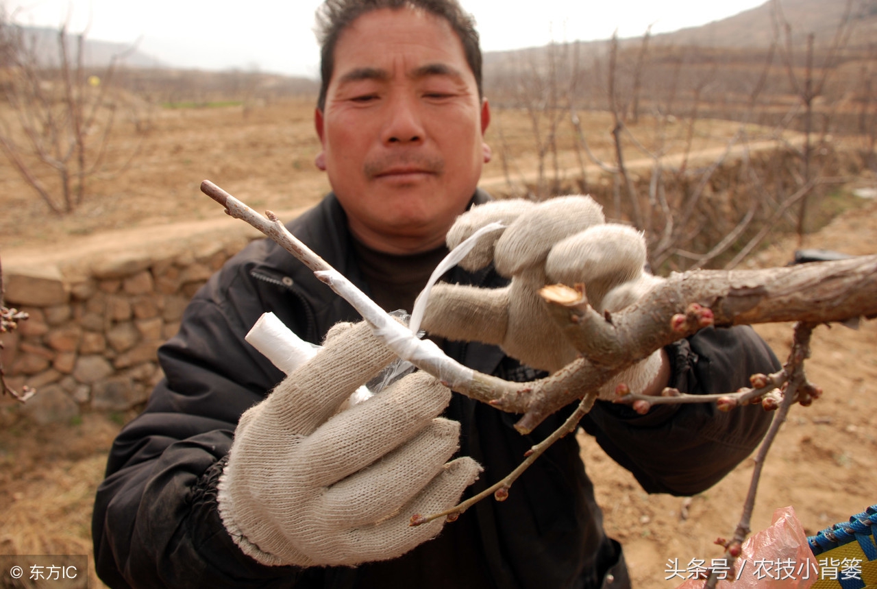 提高果树嫁接成活率的六个方法,你用对了几个?