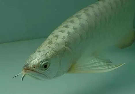 哪种龙鱼最好养又便宜,大型龙鱼视频大全集