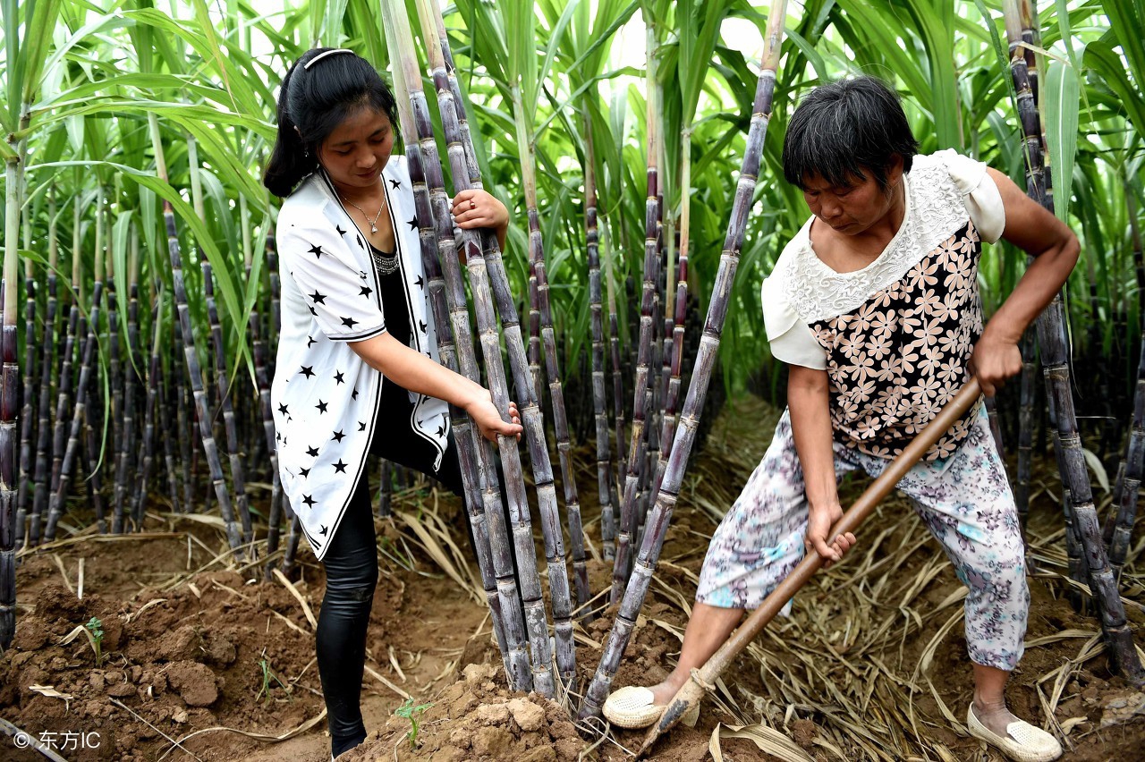 家里种甘蔗的方法甘蔗不甜,家里种甘蔗怎么管理