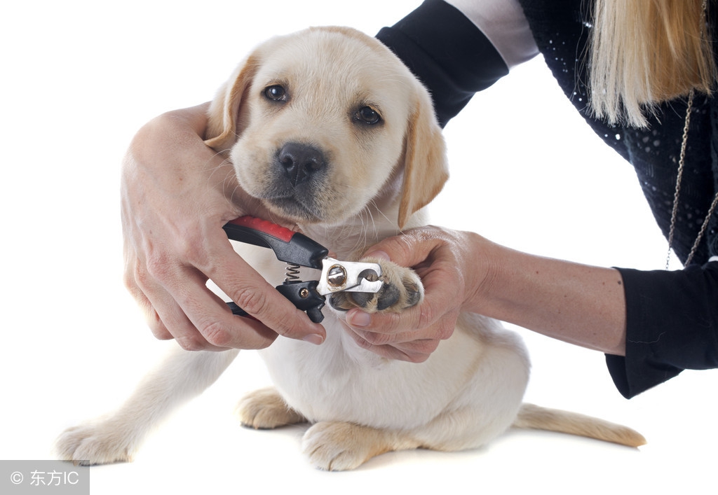 金毛幼犬多少钱一只最合适,金毛幼犬多少钱一只左右