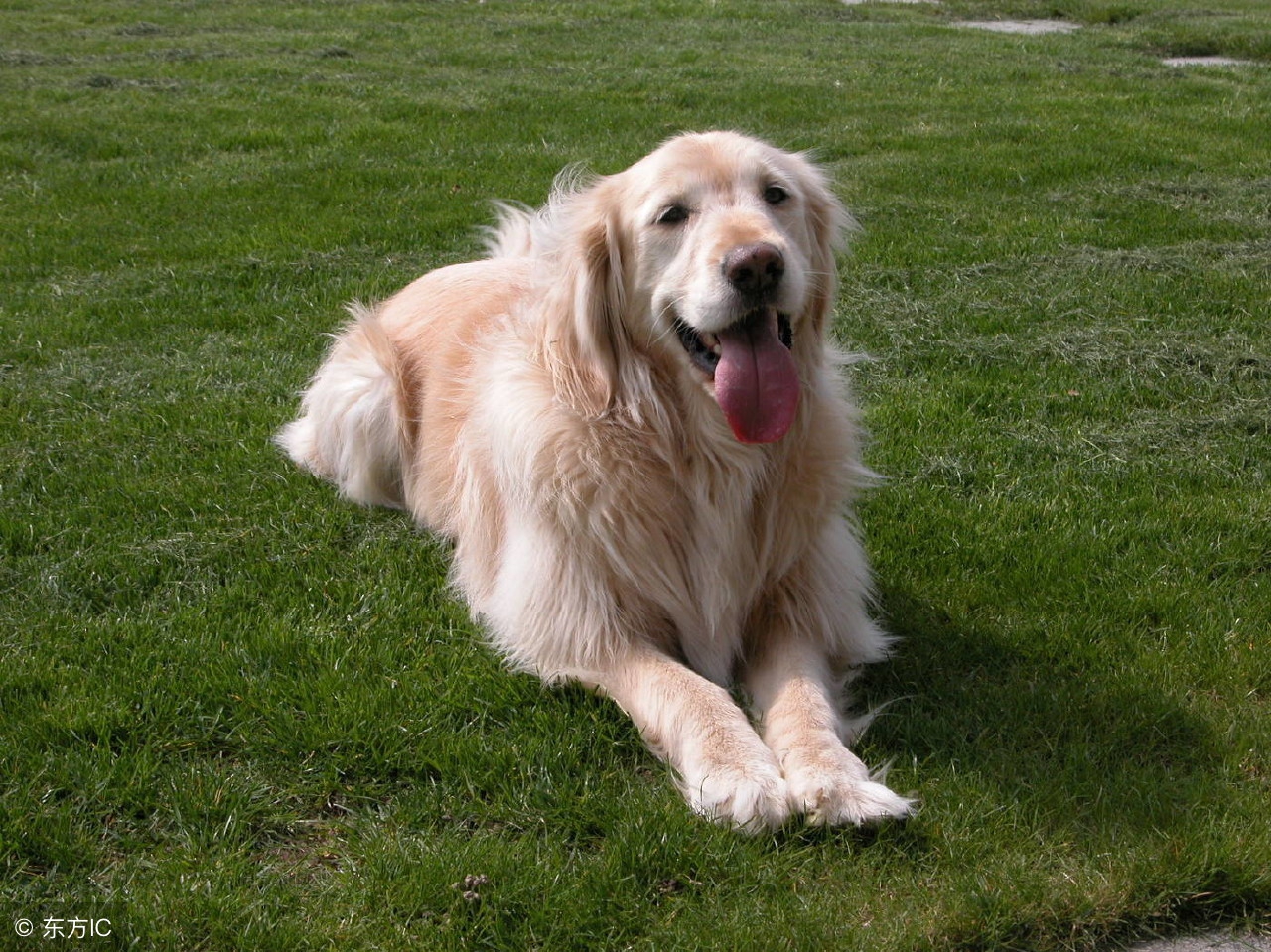 金毛幼犬多少钱一只最合适,金毛幼犬多少钱一只左右