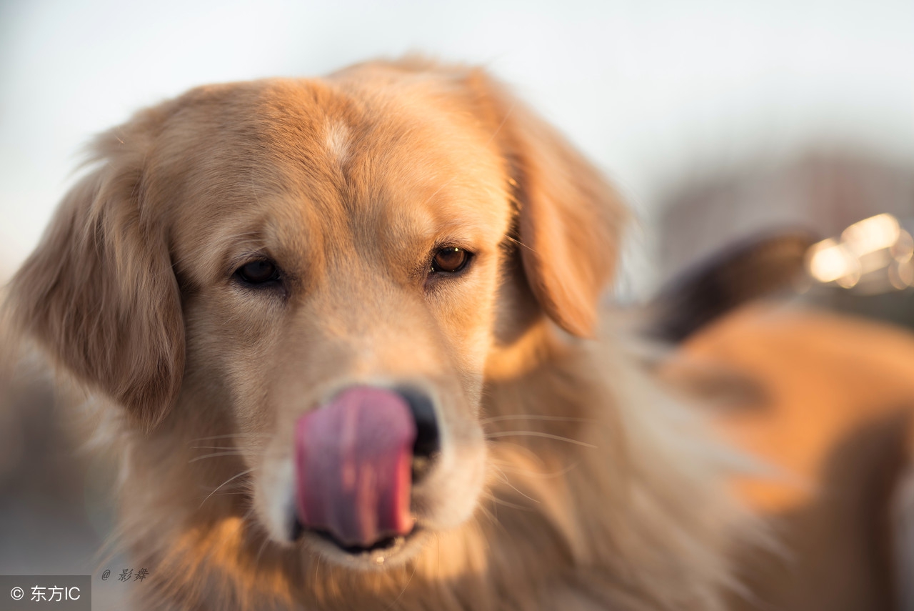 金毛幼犬多少钱一只最合适,金毛幼犬多少钱一只左右