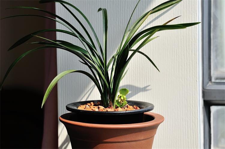 兰花长不好，原来是它“空”了，这该怎么办呢？