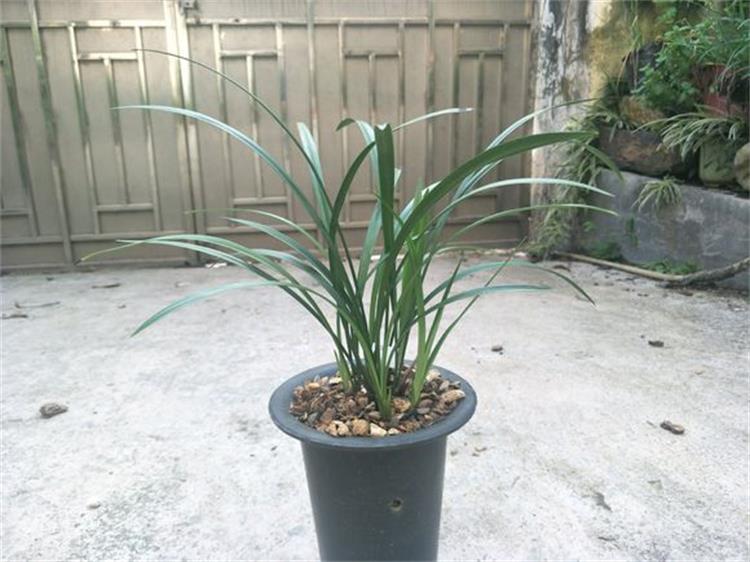 兰花长不好，原来是它“空”了，这该怎么办呢？