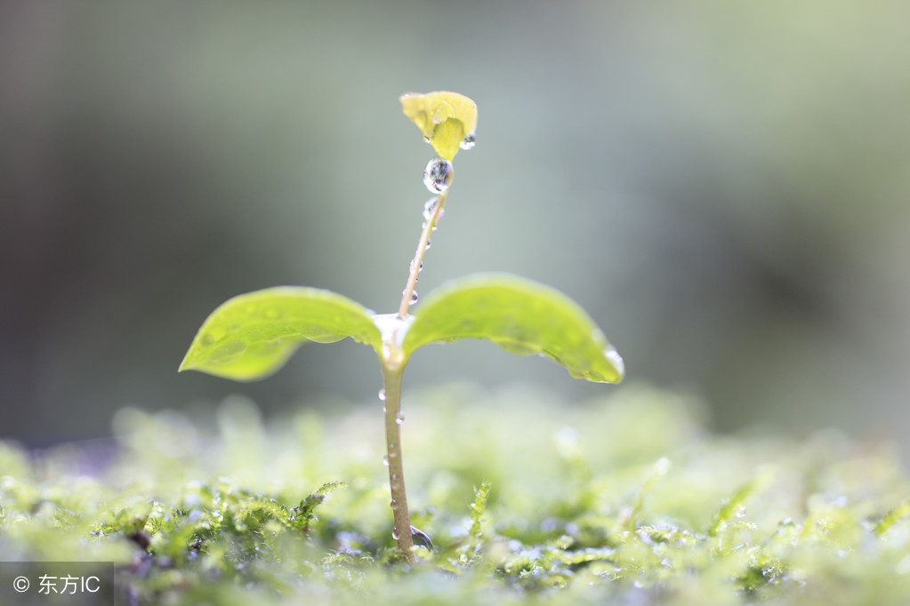 头条号百家号企鹅号大鱼号网易号,头条号企鹅号百家号大鱼号哪个好
