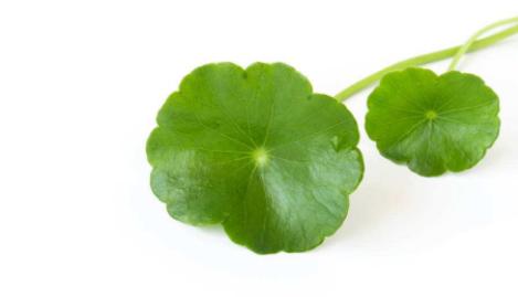 海藻面膜测评成分,annabella海藻水润面膜怎么样