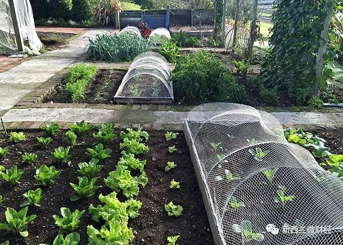 移民新西兰的真实情况,移民新西兰后的真实感受