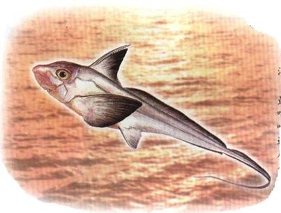 银鲛鱼的特征,银鲛品种