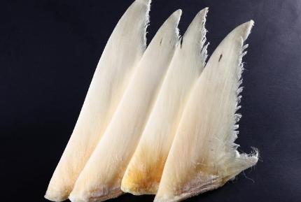 银鲛鱼的特征,银鲛品种