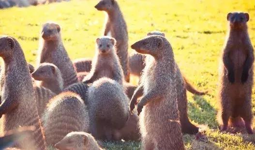 五分钟认识英国,五分钟认识奔驰