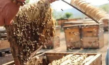 如何养兔子兔子更容易存活,兔子不知道饱