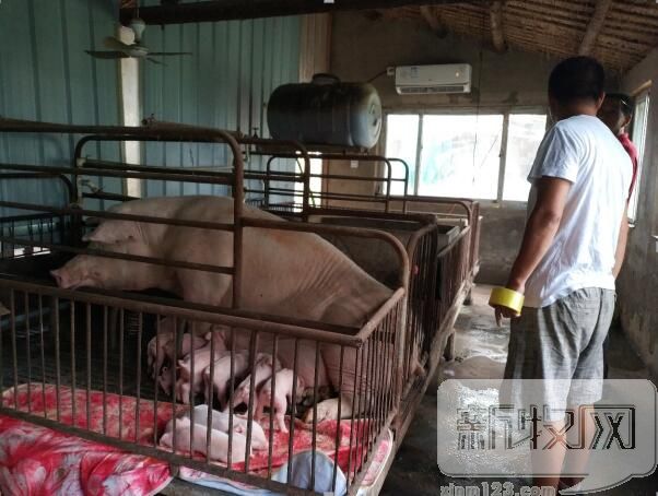 河南一养猪人给产房装空调防非洲猪瘟