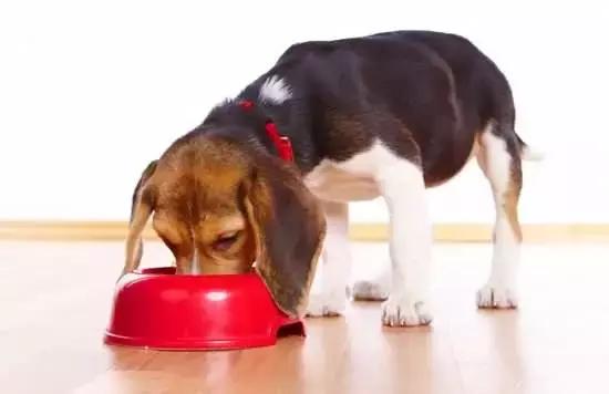 毛孩子挑食厌食怎么办,毛孩子挑食厌食