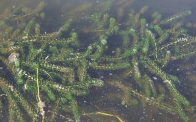 小龙虾幼苗喂豆浆多久喂一次,鱼缸养小龙虾喂什么东西