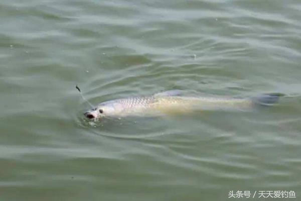 黑坑钓青鱼高手,不会钓鱼怎么入门钓鲤鱼