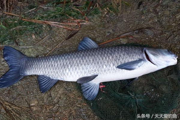 黑坑钓青鱼高手,不会钓鱼怎么入门钓鲤鱼