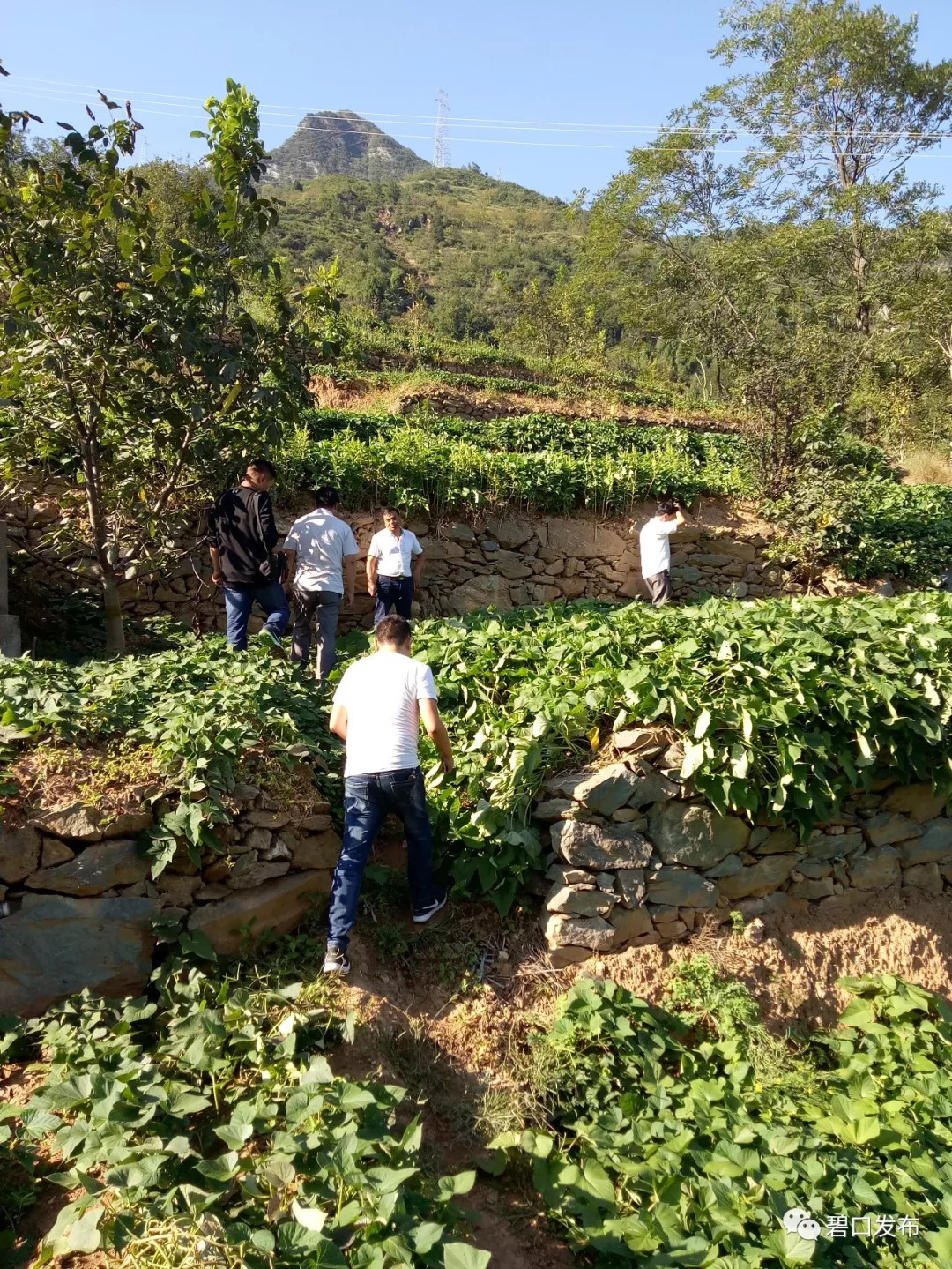 三年攻坚党建引领,党建引领巩固拓展脱贫攻坚成果