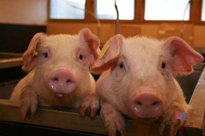 女子惊悚遭遇险丧命,吓人女子切菜切到一条蛇