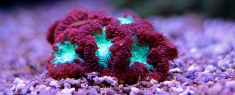 海缸停电5小时会怎样,海缸遇到停电怎么办