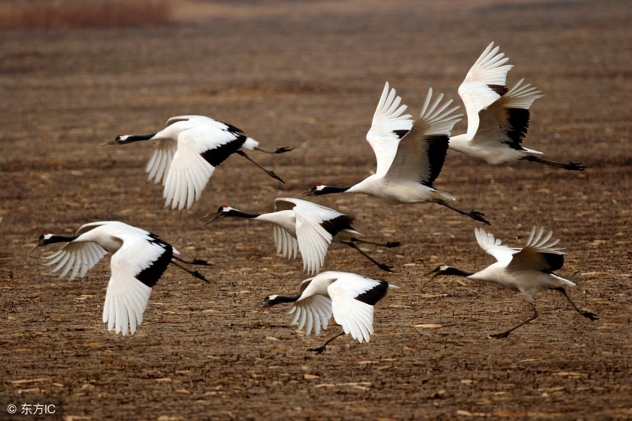 青海湖湟鱼水下视频,青海湖湟鱼洄游路线