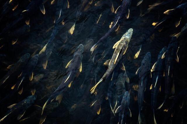 青海湖湟鱼水下视频,青海湖湟鱼洄游路线