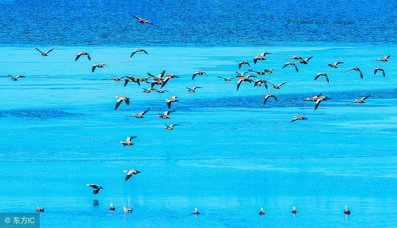 青海湖湟鱼水下视频,青海湖湟鱼洄游路线