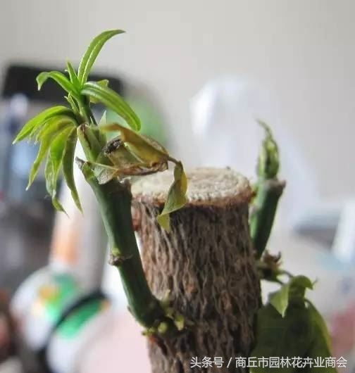 发财树快死掉了能浇啤酒吗,发财树死了还可以再养活吗