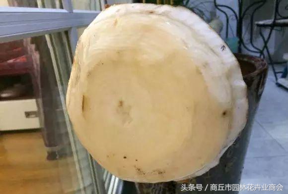 发财树快死掉了能浇啤酒吗,发财树死了还可以再养活吗