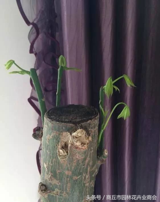 发财树快死掉了能浇啤酒吗,发财树死了还可以再养活吗