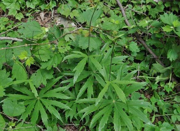 什么野草贵,什么野草能卖钱