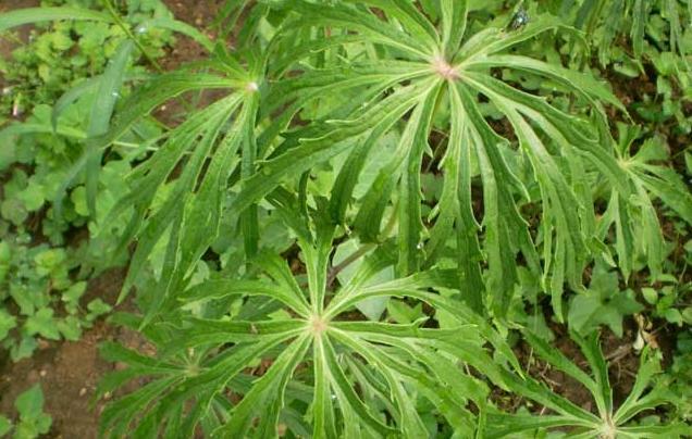 什么野草贵,什么野草能卖钱